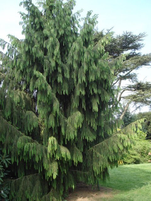 Picea smithiana